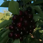 公寓 Complejo Rural Palomas 赫尔特