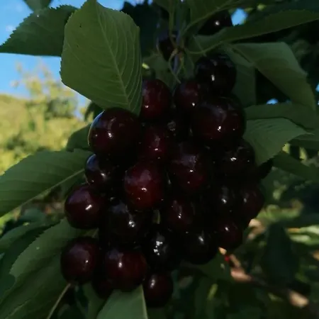 Διαμέρισμα Complejo Rural Palomas Jerte