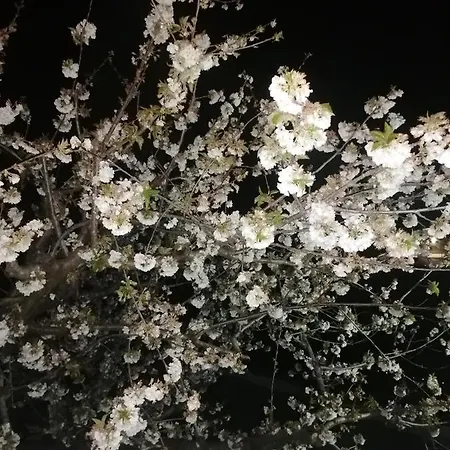 公寓 Complejo Rural Palomas