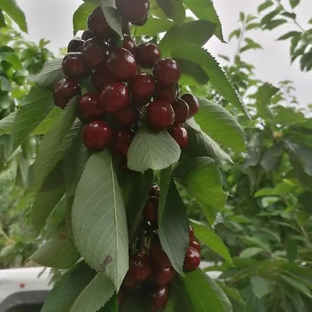 Lägenhet Complejo Rural Las Palomas