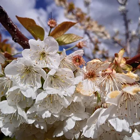 Complejo Rural Palomas Jerte