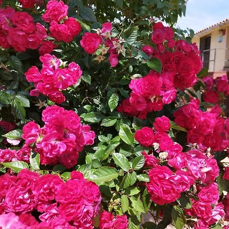Complejo Rural Palomas * 젤티