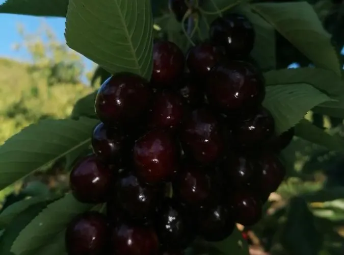 Apartamento Complejo Rural Palomas Jerte