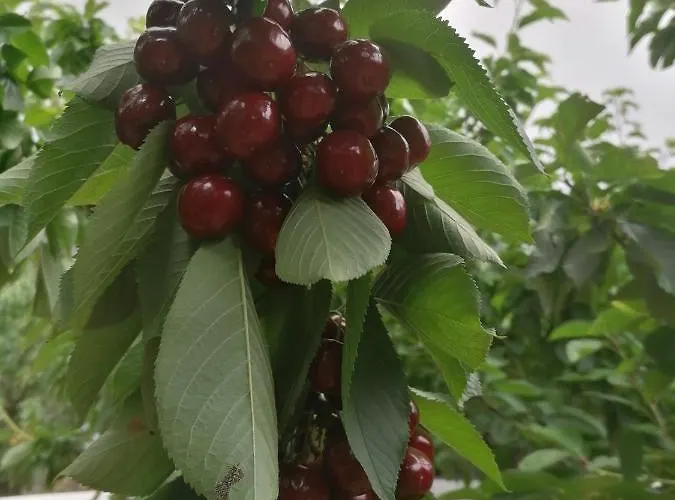 Lejlighed Complejo Rural Palomas