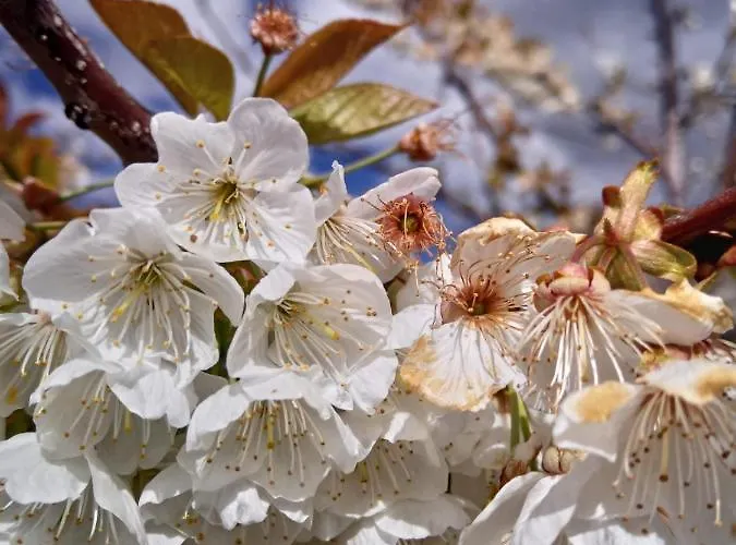 Complejo Rural Palomas Jerte