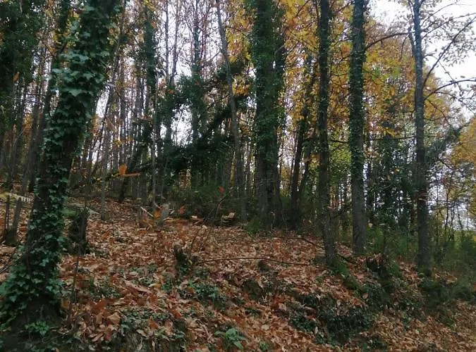 Complejo Rural Palomas Jerte