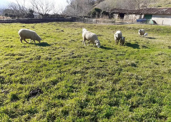 Complejo Rural Palomas Jerte