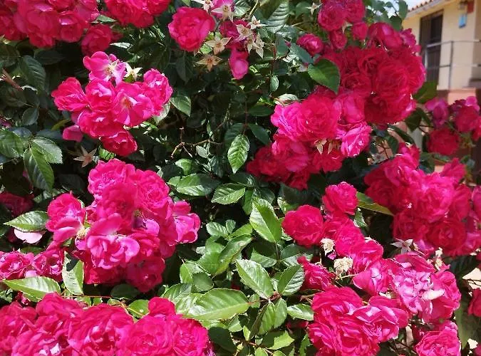 Complejo Rural Palomas * Jerte